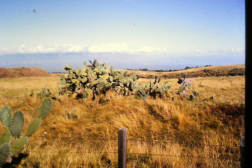 Opuntia ficus-indica