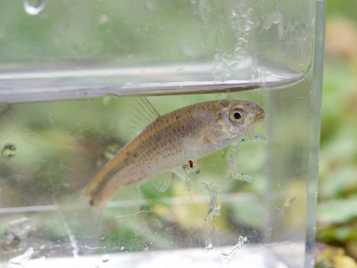 Tamoroko (Gnathopogon elongatus) — Cyprinidae