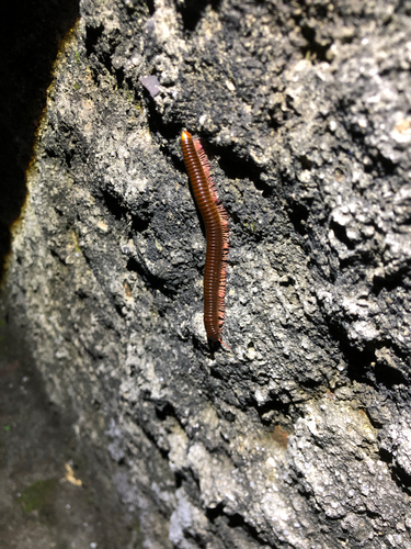 Trigoniulus corallinus