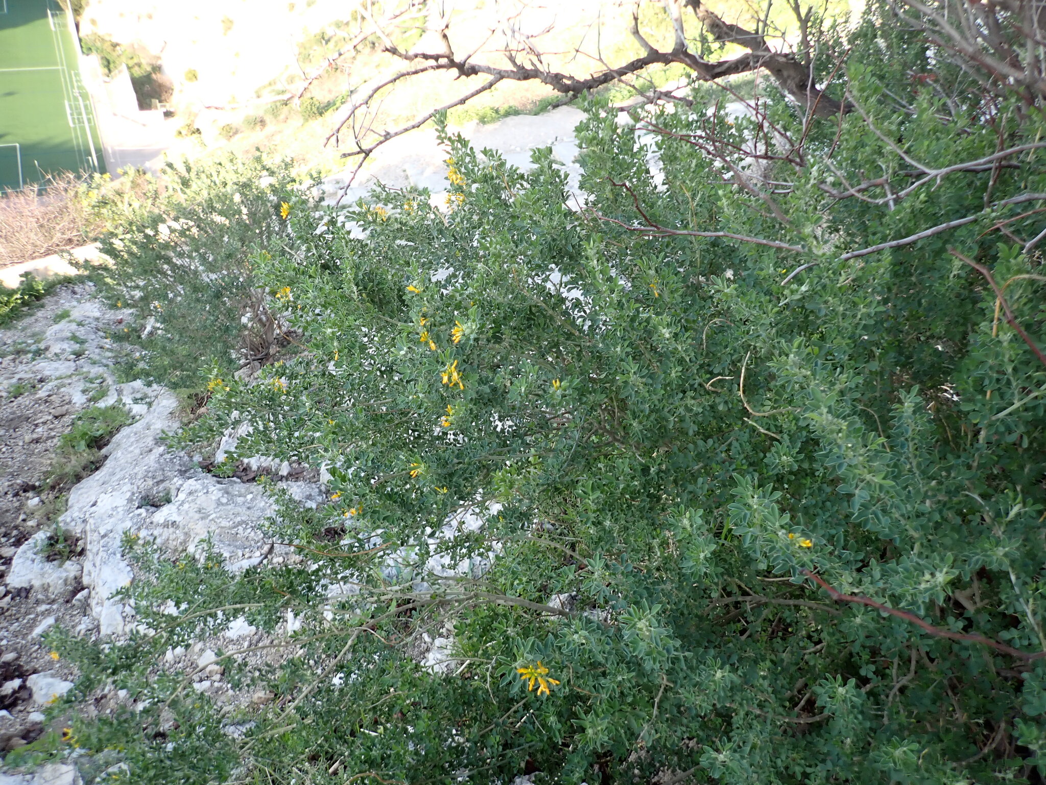 Tree lucerne