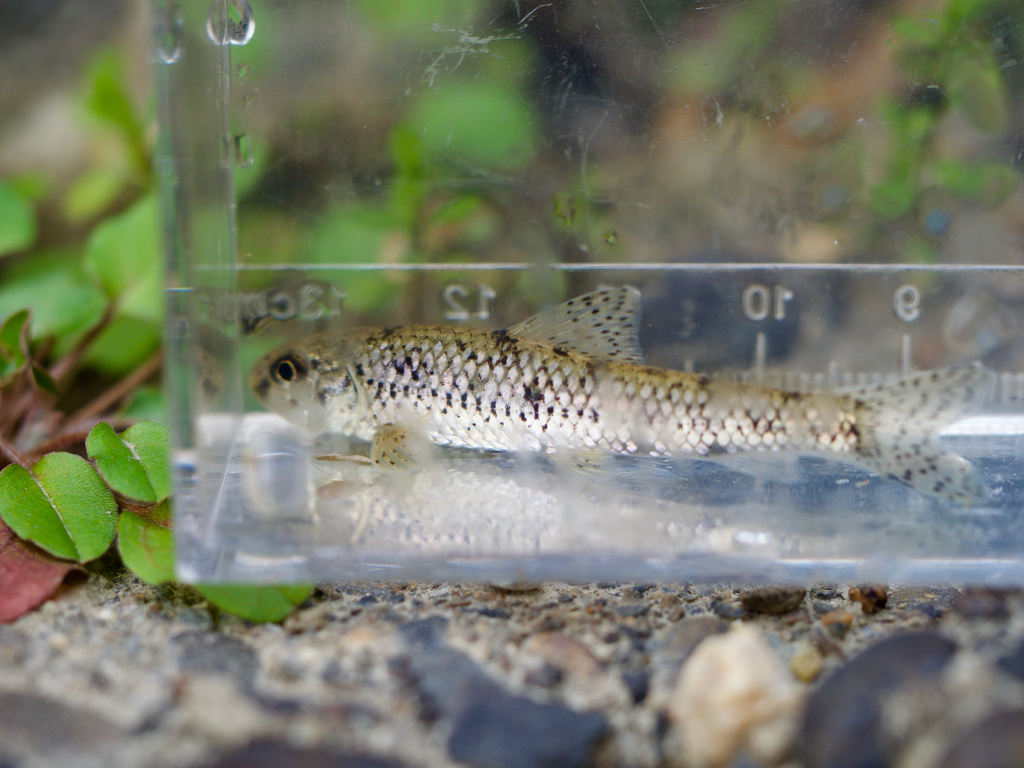 Zezera (Biwia zezera) — Cyprinidae