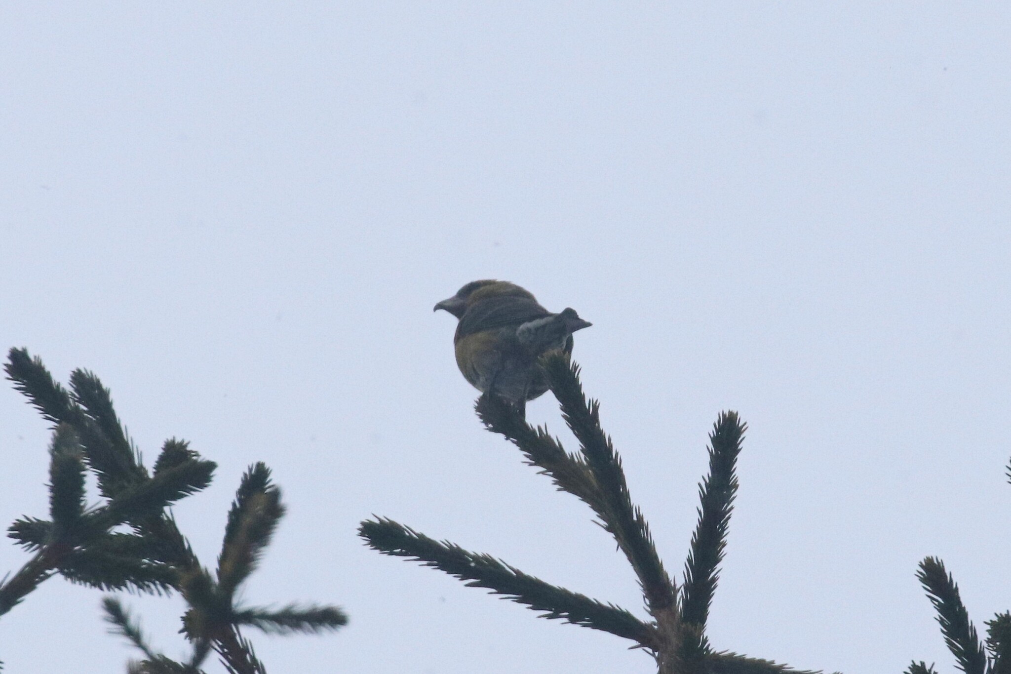 Red Crossbill (Loxia curvirostra), photo 6
