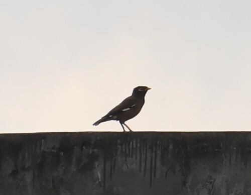 Common Myna (Acridotheres tristis), photo 3
