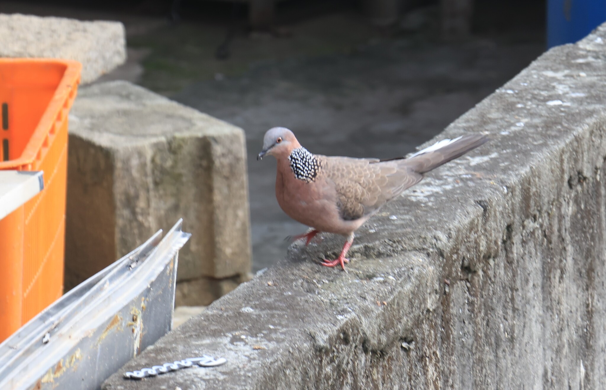 Spotted Dove (Spilopelia chinensis), photo 3