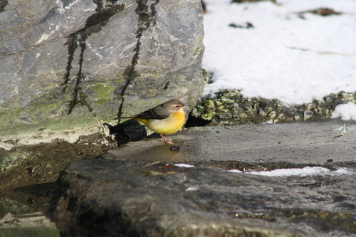 Grey Wagtail