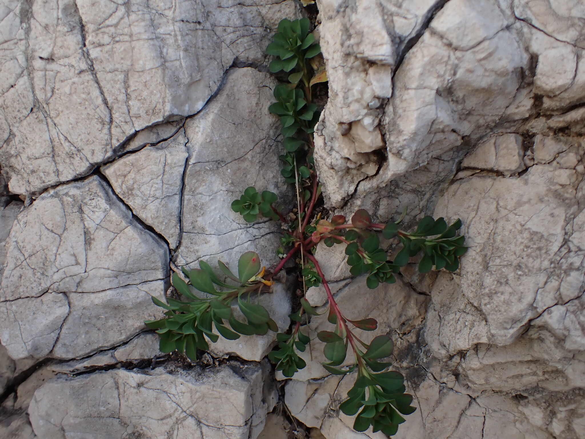 Sun spurge