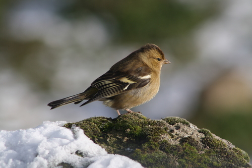Common Chaffinch
