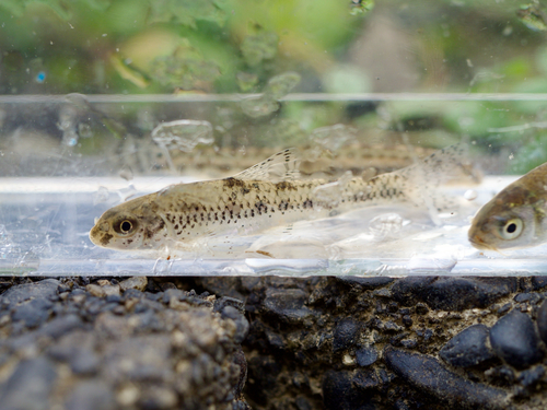 Zezera (Biwia zezera) — Cyprinidae — 5
