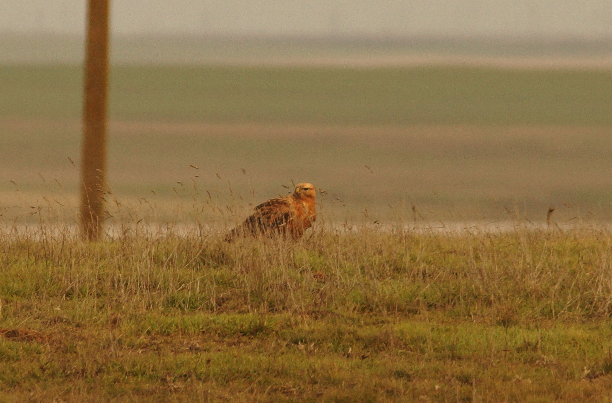 Long-legged Buzzard (Buteo rufinus), photo 3