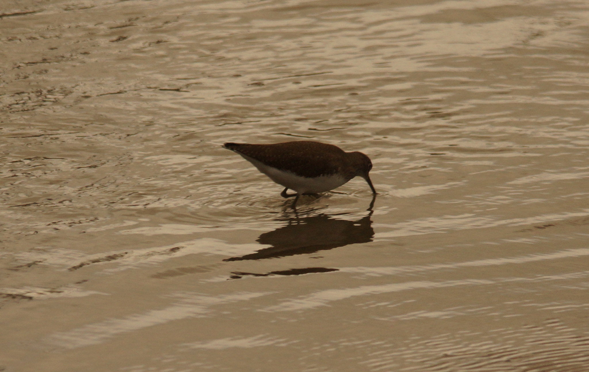 Green Sandpiper (Tringa ochropus), photo 9