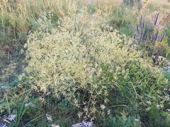 Saposhnikovia divaricata