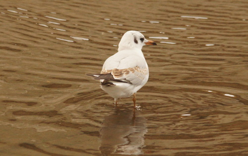 Black-headed Gull (Chroicocephalus ridibundus), photo 7