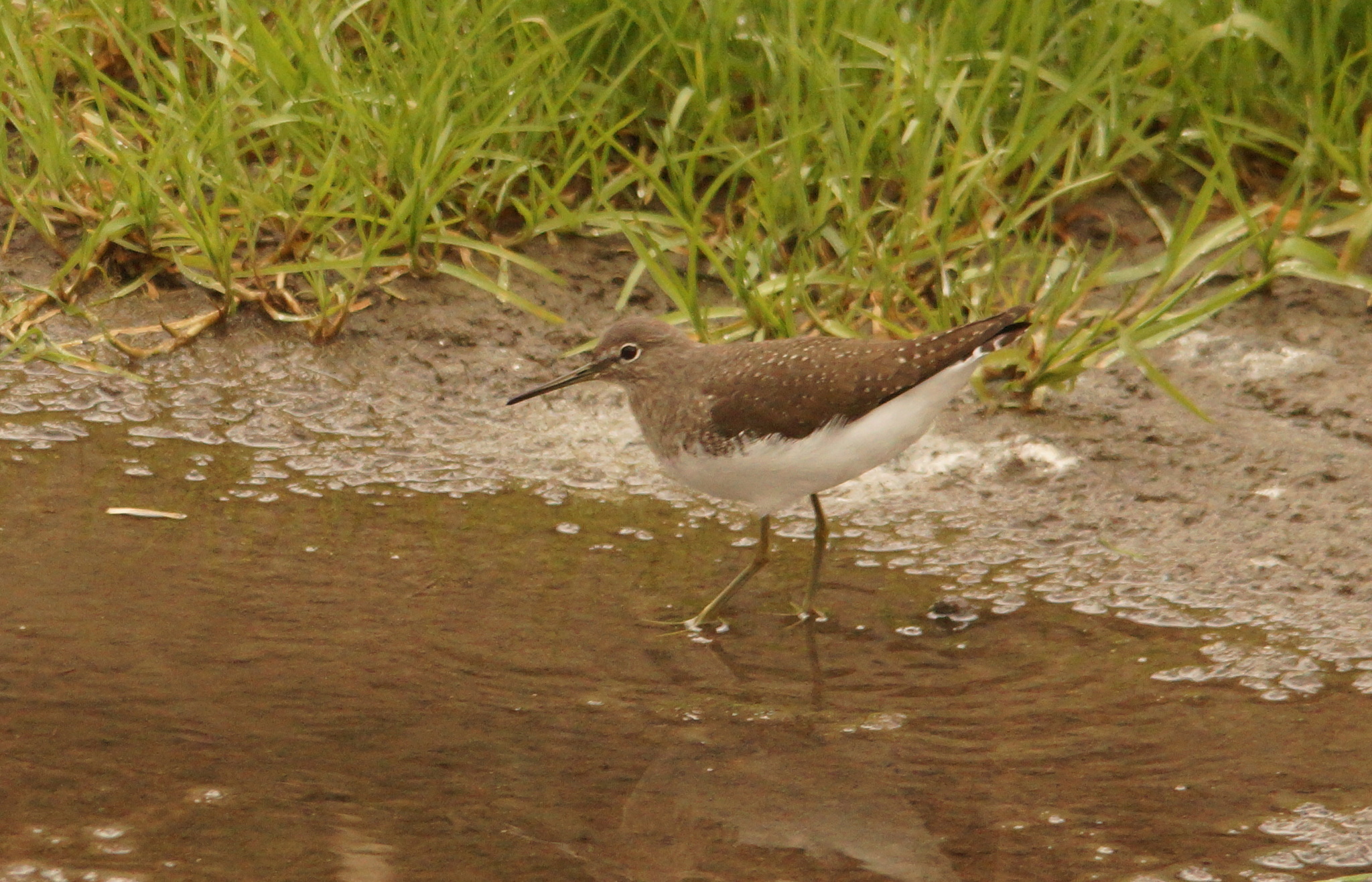 Green Sandpiper (Tringa ochropus), photo 1