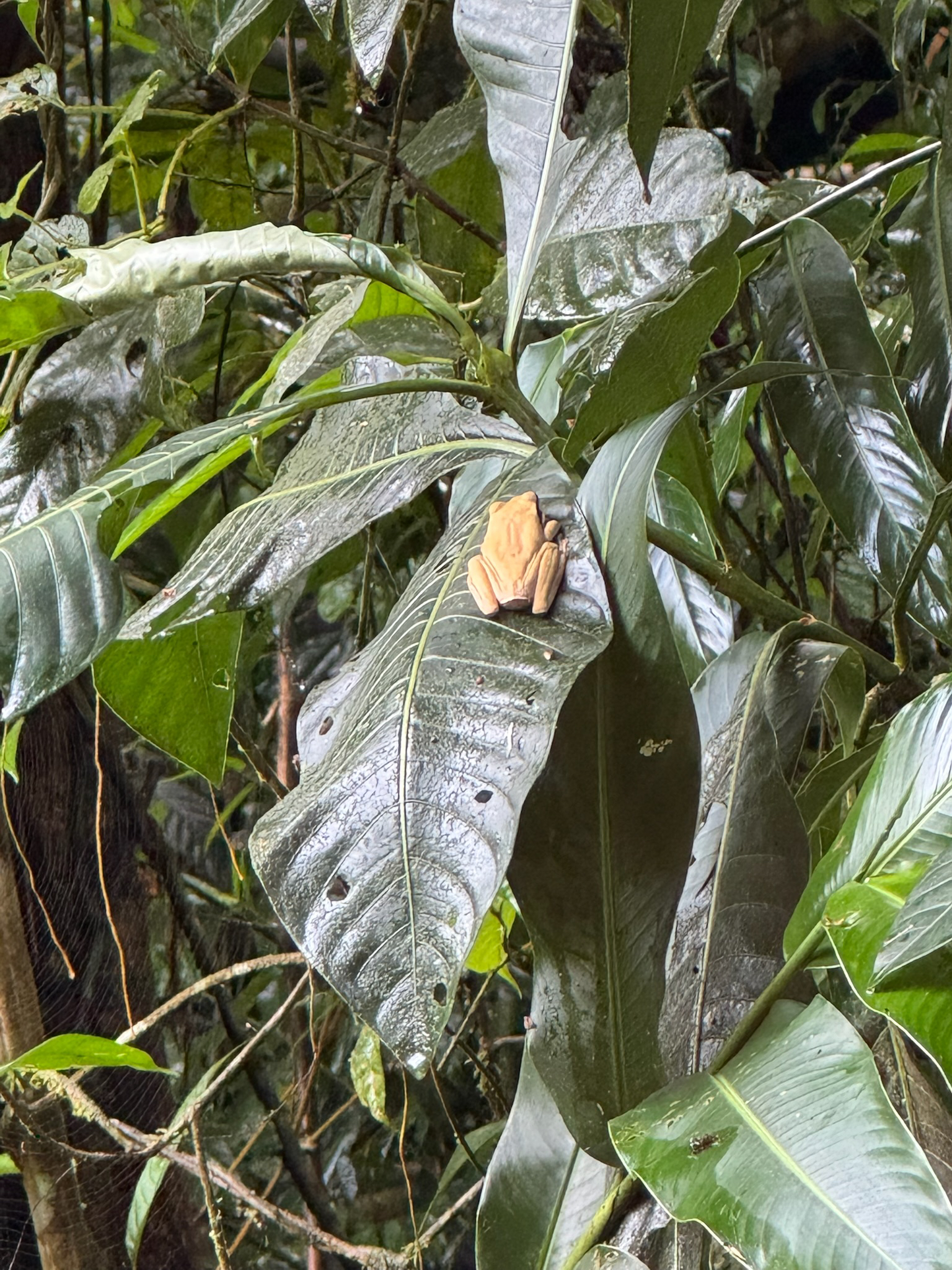 Smilisca phaeota (Cope, 1862)