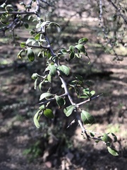 Condalia correllii