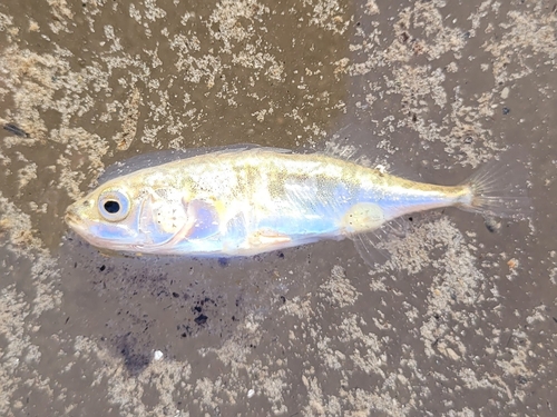 Banstickle (Gasterosteus aculeatus) — Gasterosteidae