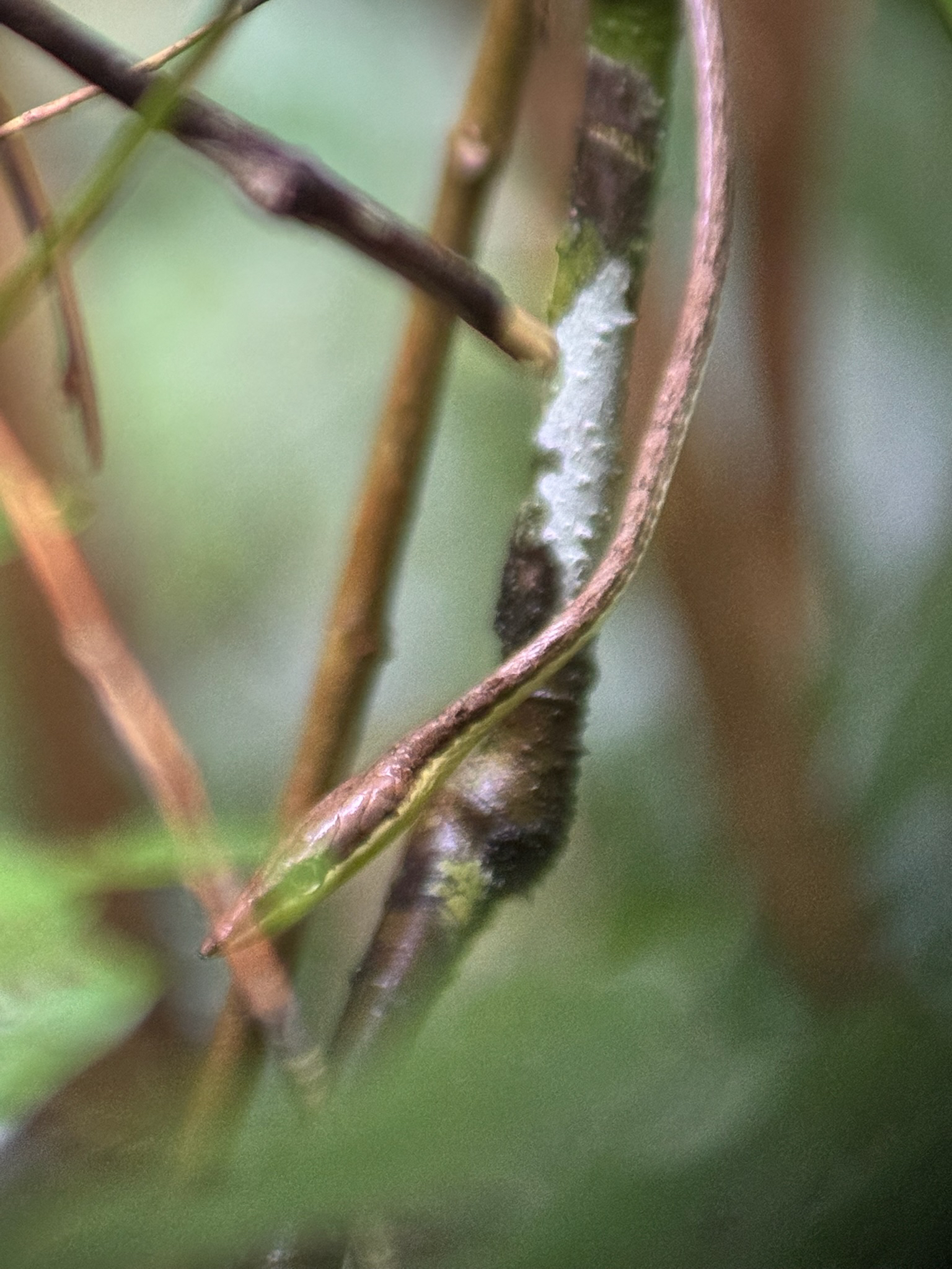 Guatemalan Vine Snake photo 4