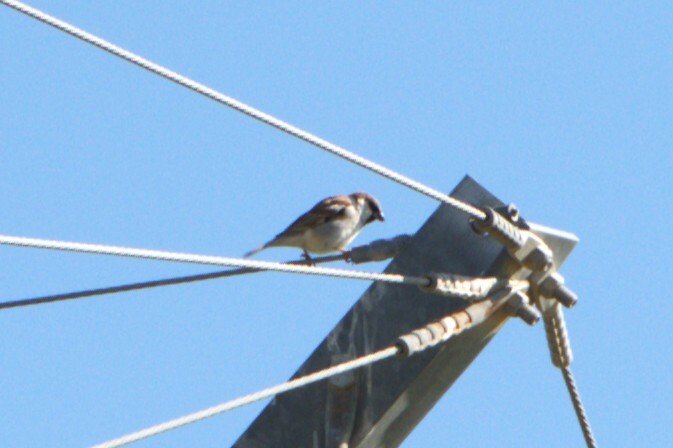 Passer domesticus