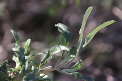 Salvia munzii
