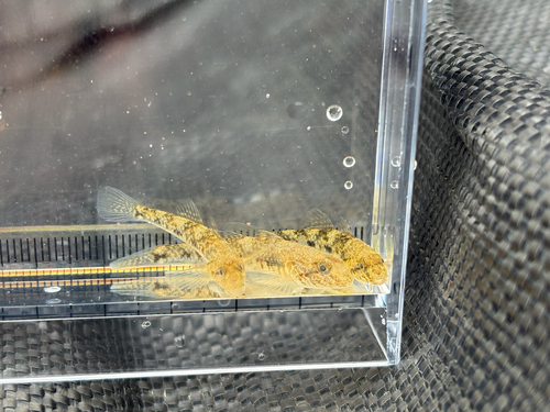 Amur goby (Rhinogobius similis) — Gobiidae