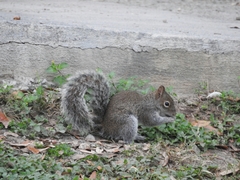 Sciurus alleni