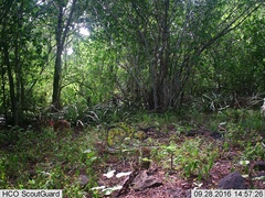 Sylvilagus cunicularius insolitus