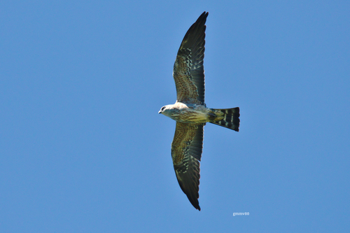 Milano de Mississippi observed by gmmv80