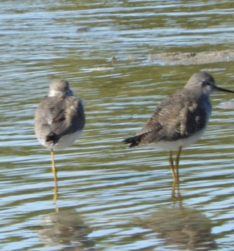 Greater Yellowlegs (Tringa melanoleuca), photo 8