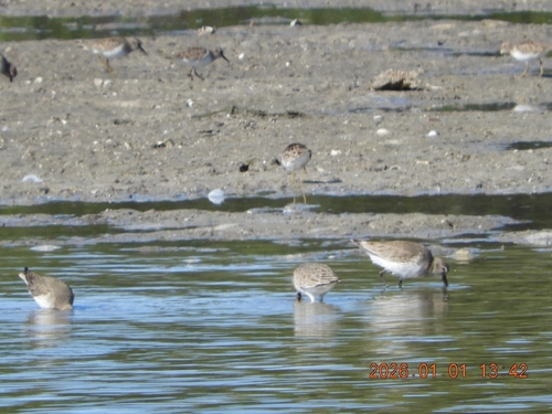 Dunlin (Calidris alpina), photo 8