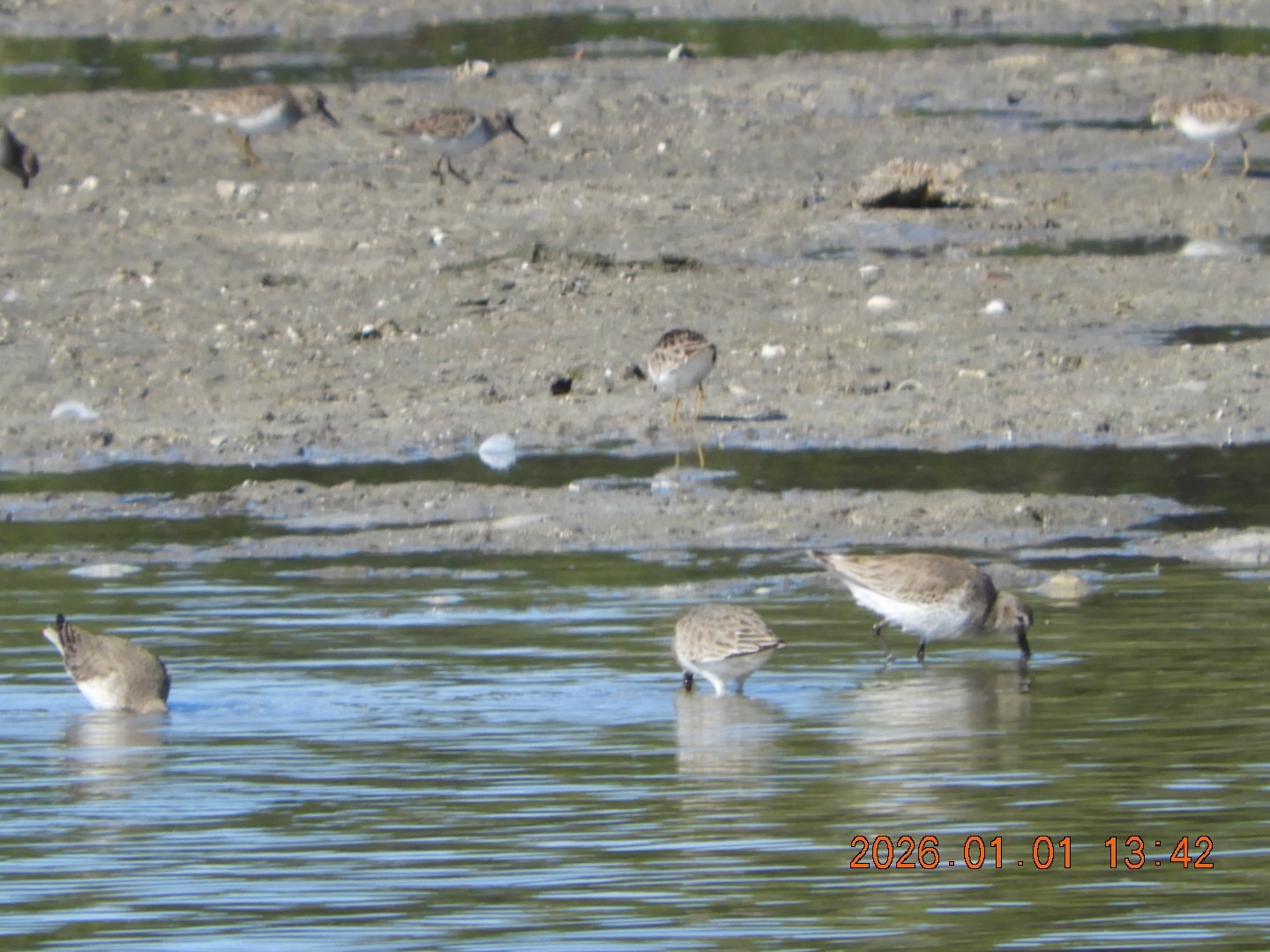 Dunlin (Calidris alpina), photo 8