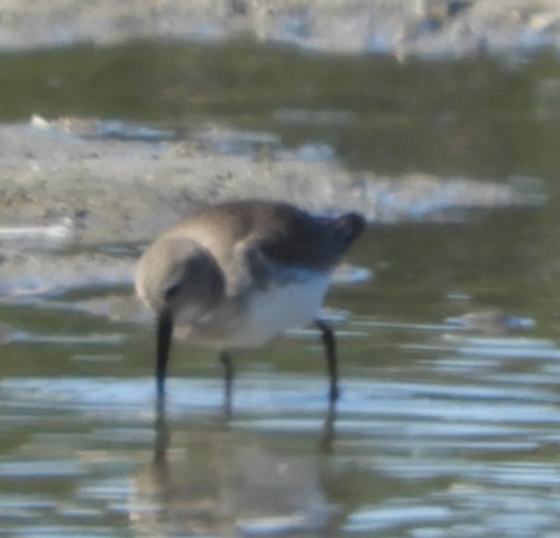 Dunlin (Calidris alpina), photo 9