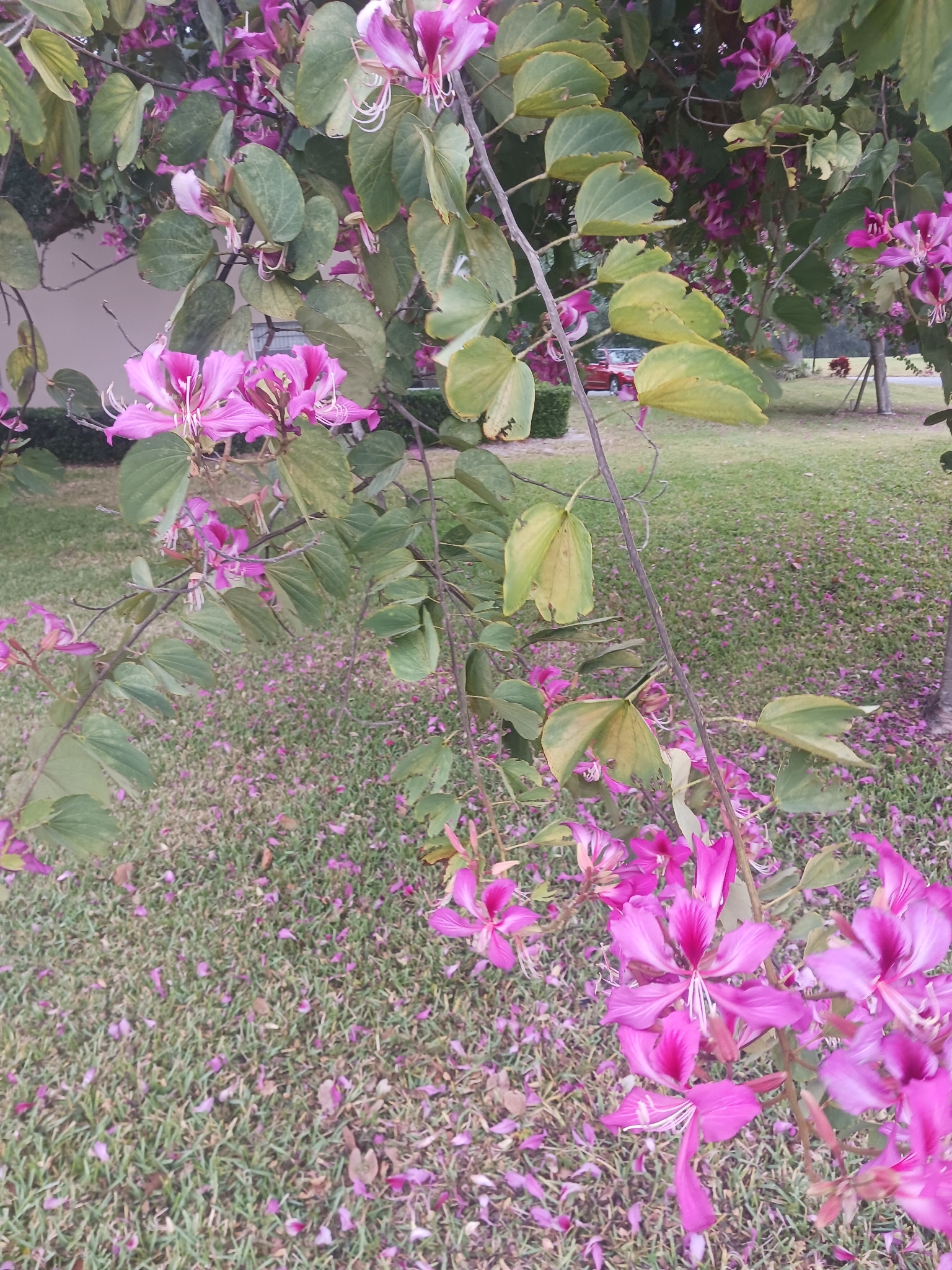 Orchid tree
