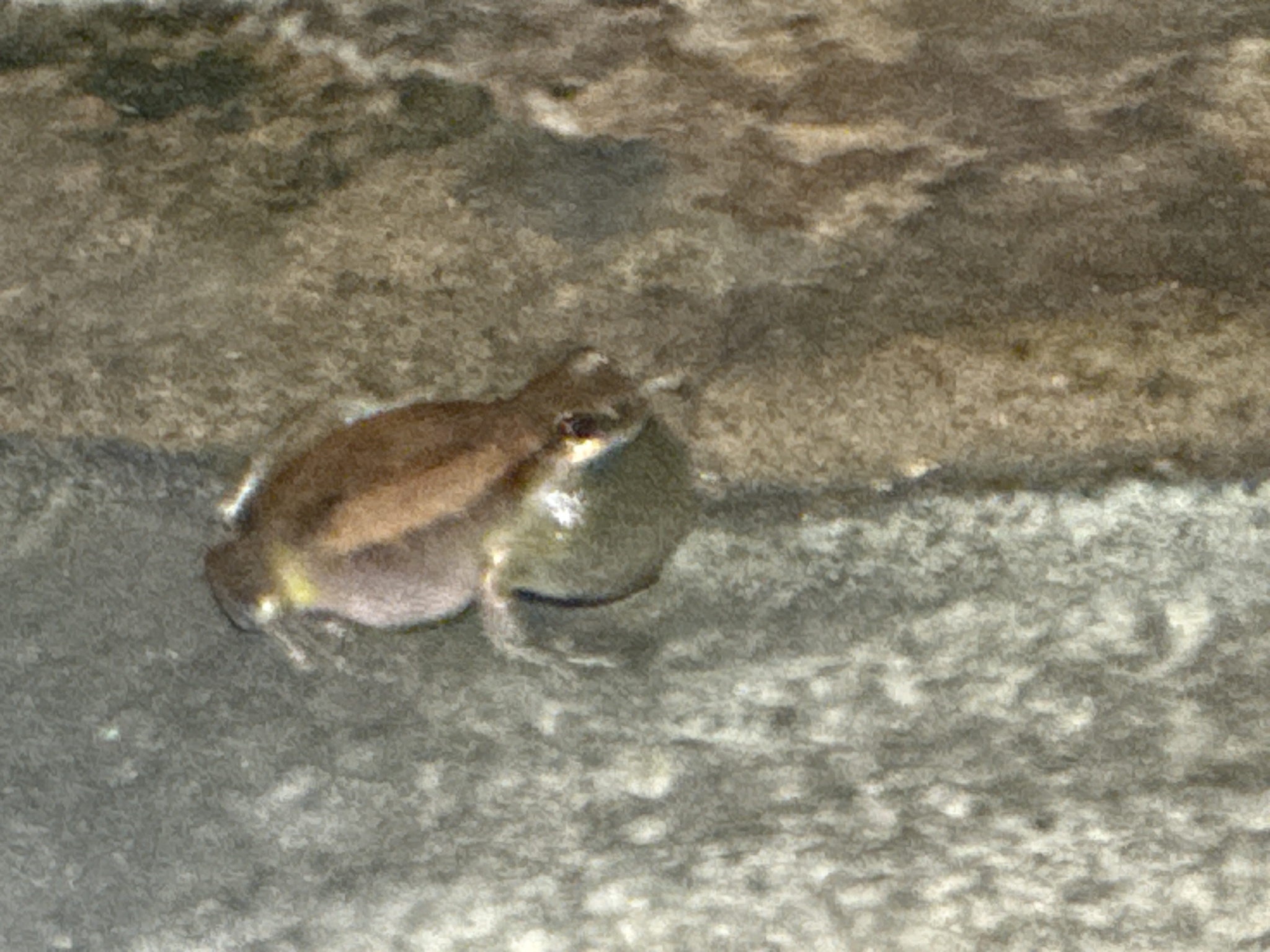 Litoria Tschudi, 1838