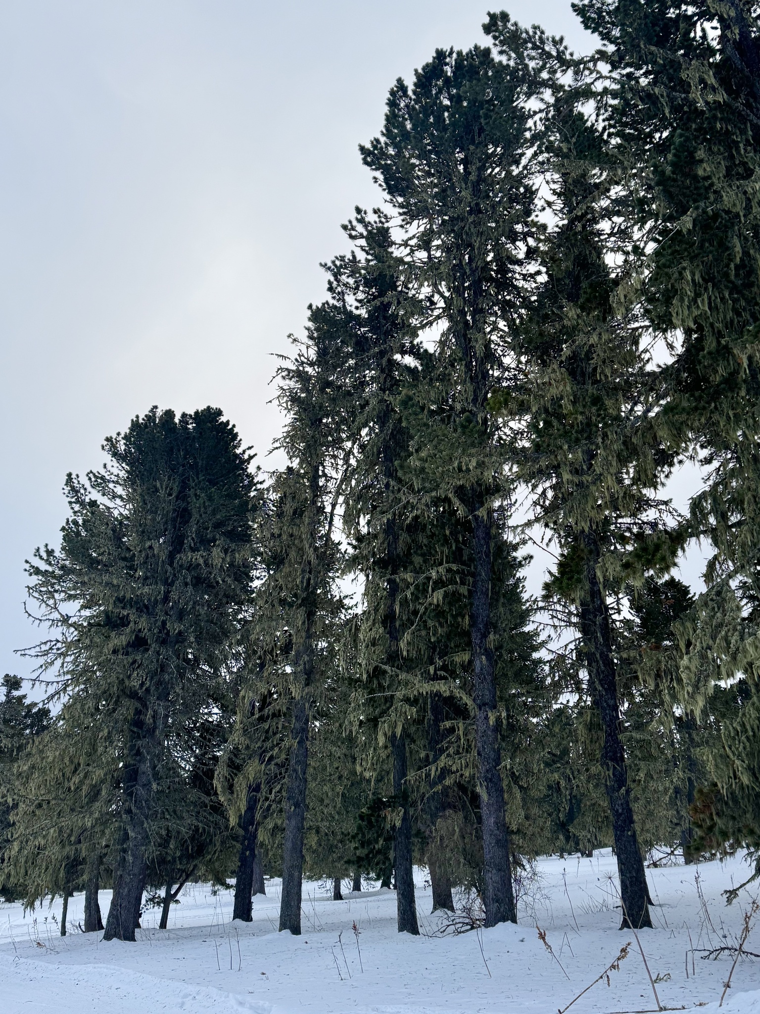 Siberian pine