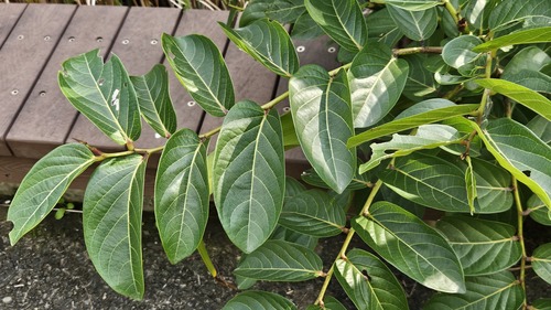 Umbrella Cheese Tree (Glochidion zeylanicum)