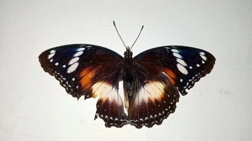 Hypolimnas bolina
