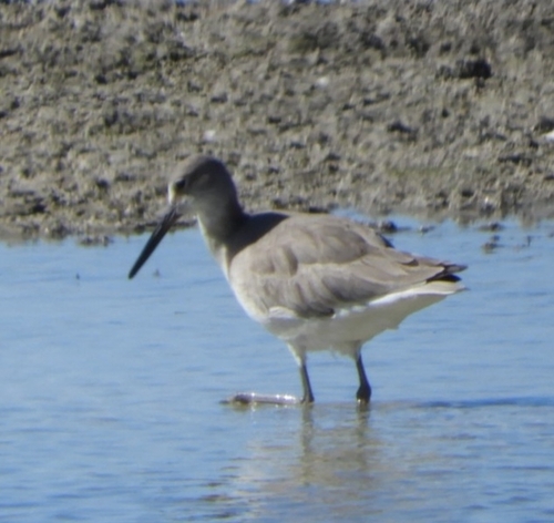 Willet (Tringa semipalmata), photo 5