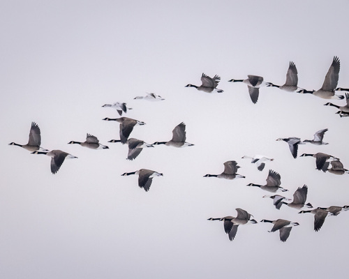 Snow Goose (Anser caerulescens), photo 5