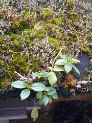 Peperomia pennellii