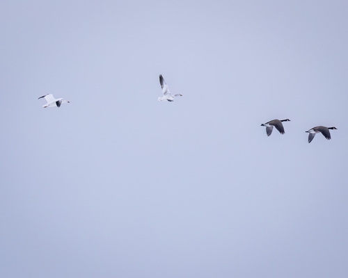 Snow Goose (Anser caerulescens), photo 6