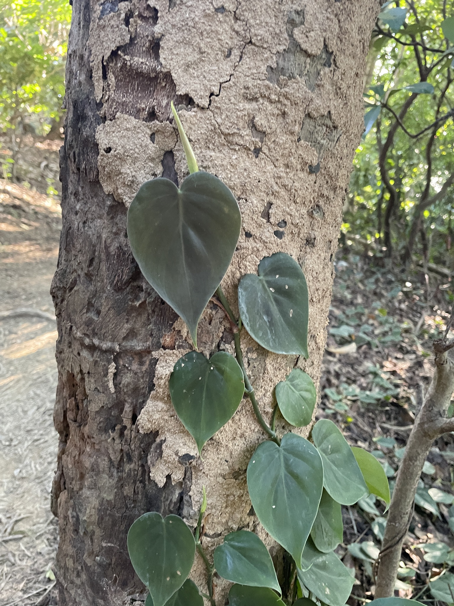 Philodendron Brasil variegation detail