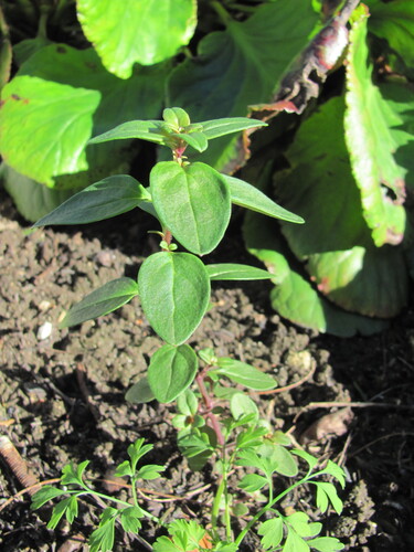 Antirrhinum linkianum