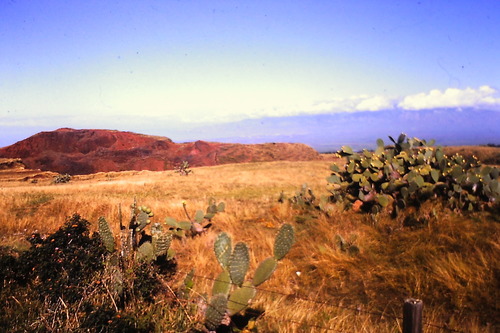 Opuntia ficus-indica
