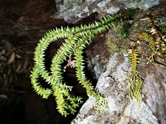 Phlegmariurus phlegmaria