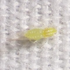 Appendiseta robiniae
