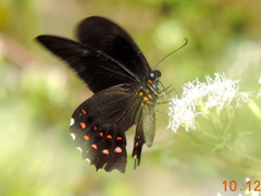 Heraclides rogeri pharnaces