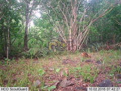 Sylvilagus cunicularius insolitus