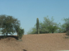 Carnegiea gigantea
