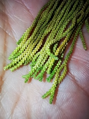 Phlegmariurus phlegmaria