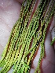 Phlegmariurus phlegmaria